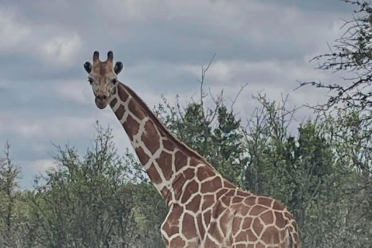 Missing Giraffe Captivates America: The Ongoing Search for Gracie in Texas