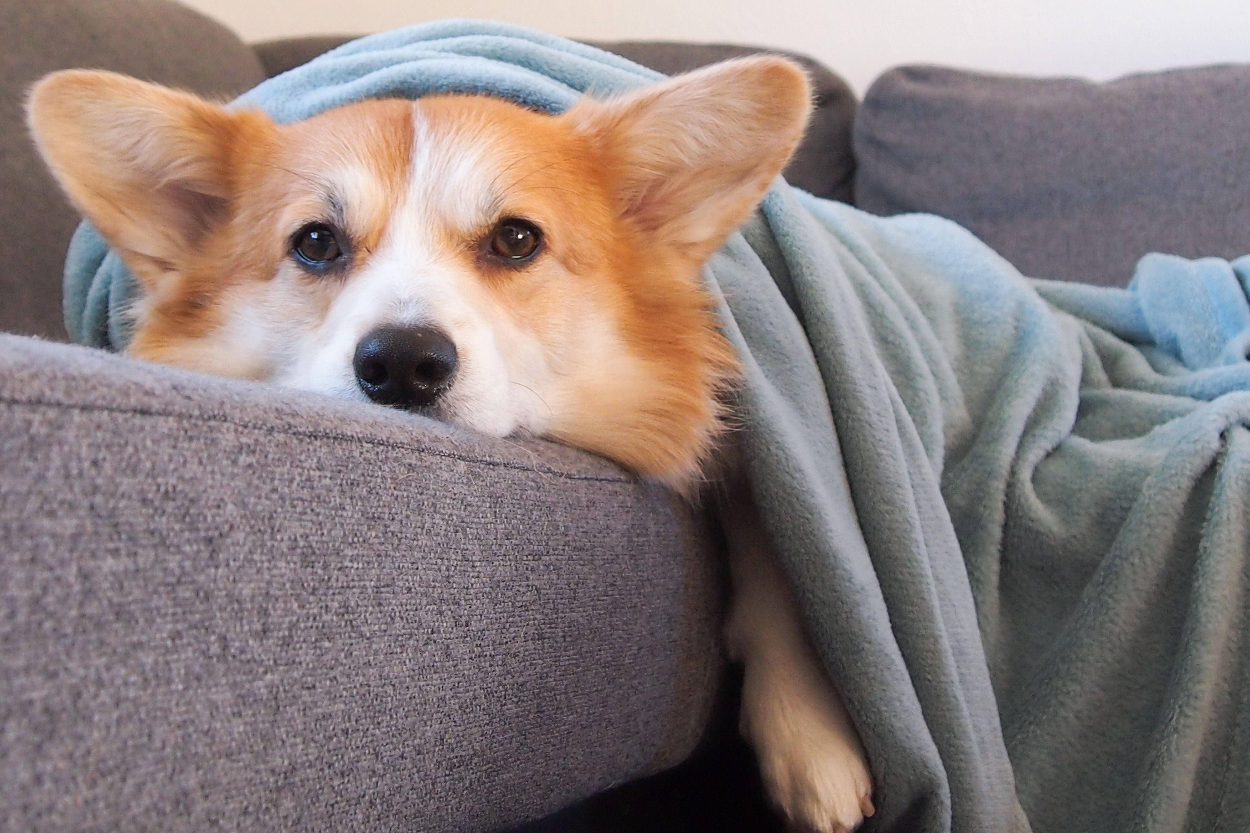 Why Your Dog Is Bored (And What to Do About It Before It Gets Worse)