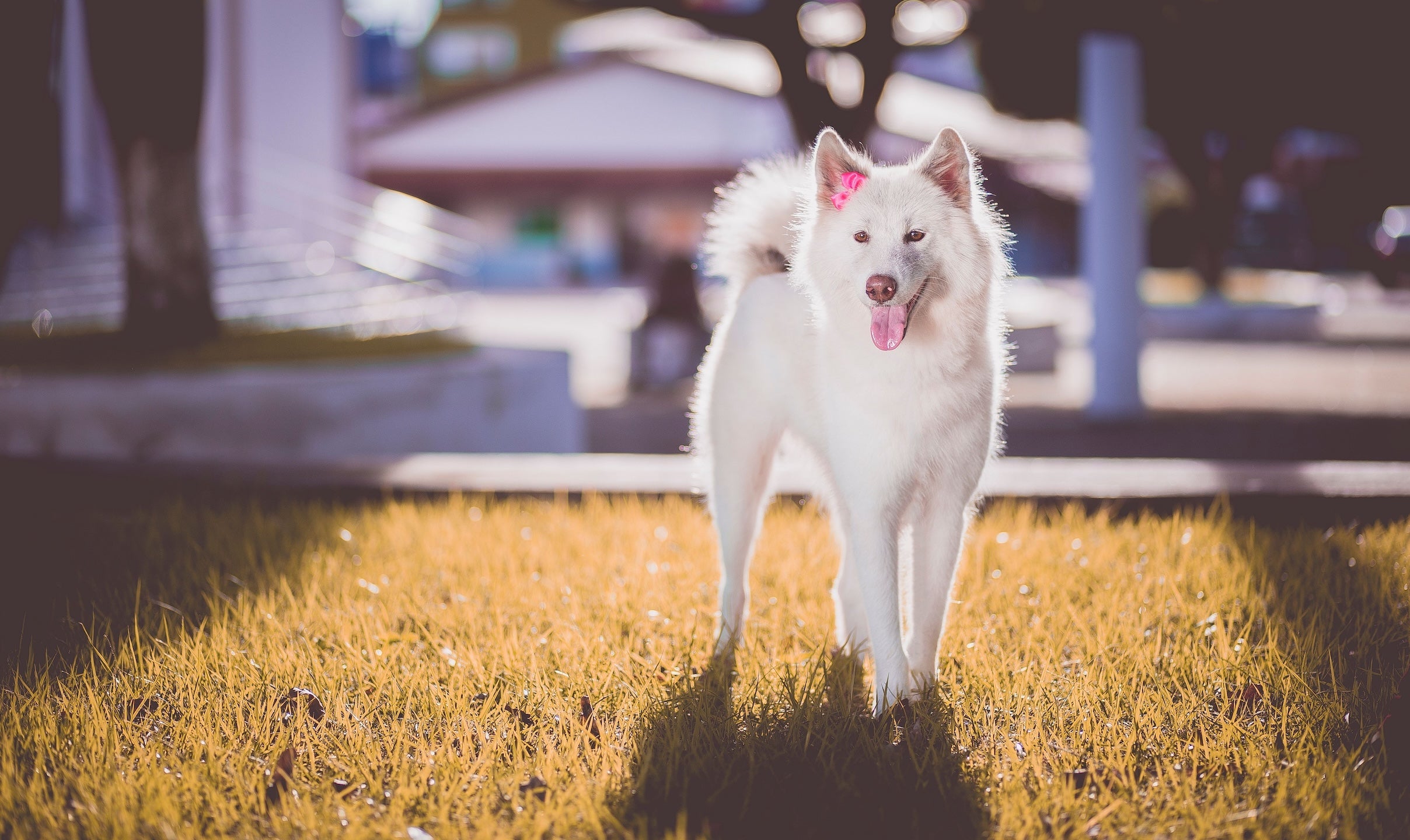how-to-keep-your-dog-cool-in-summer