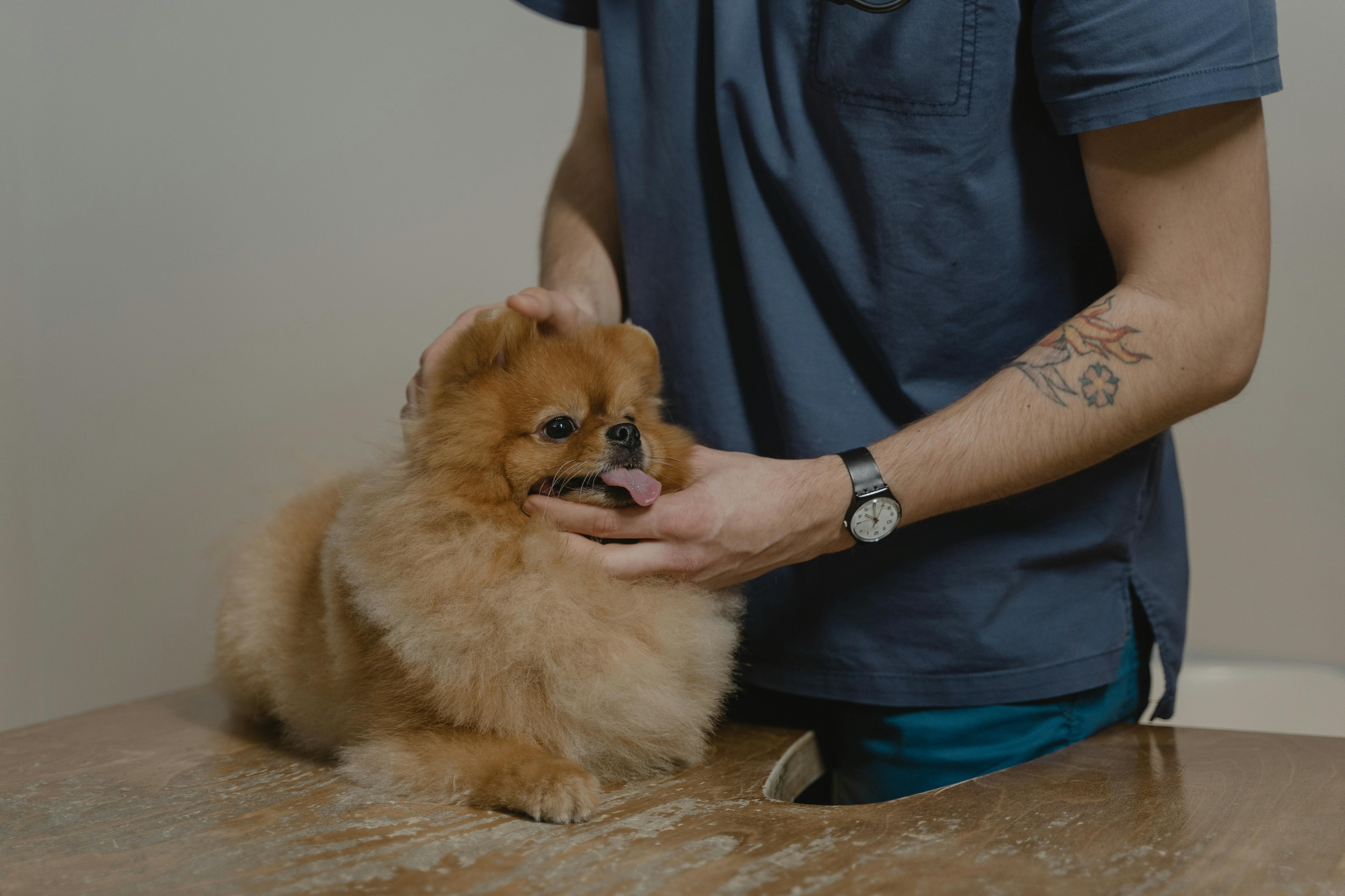 Pet Care Tips That Actually Work From Someone Who's Learned the Hard Way