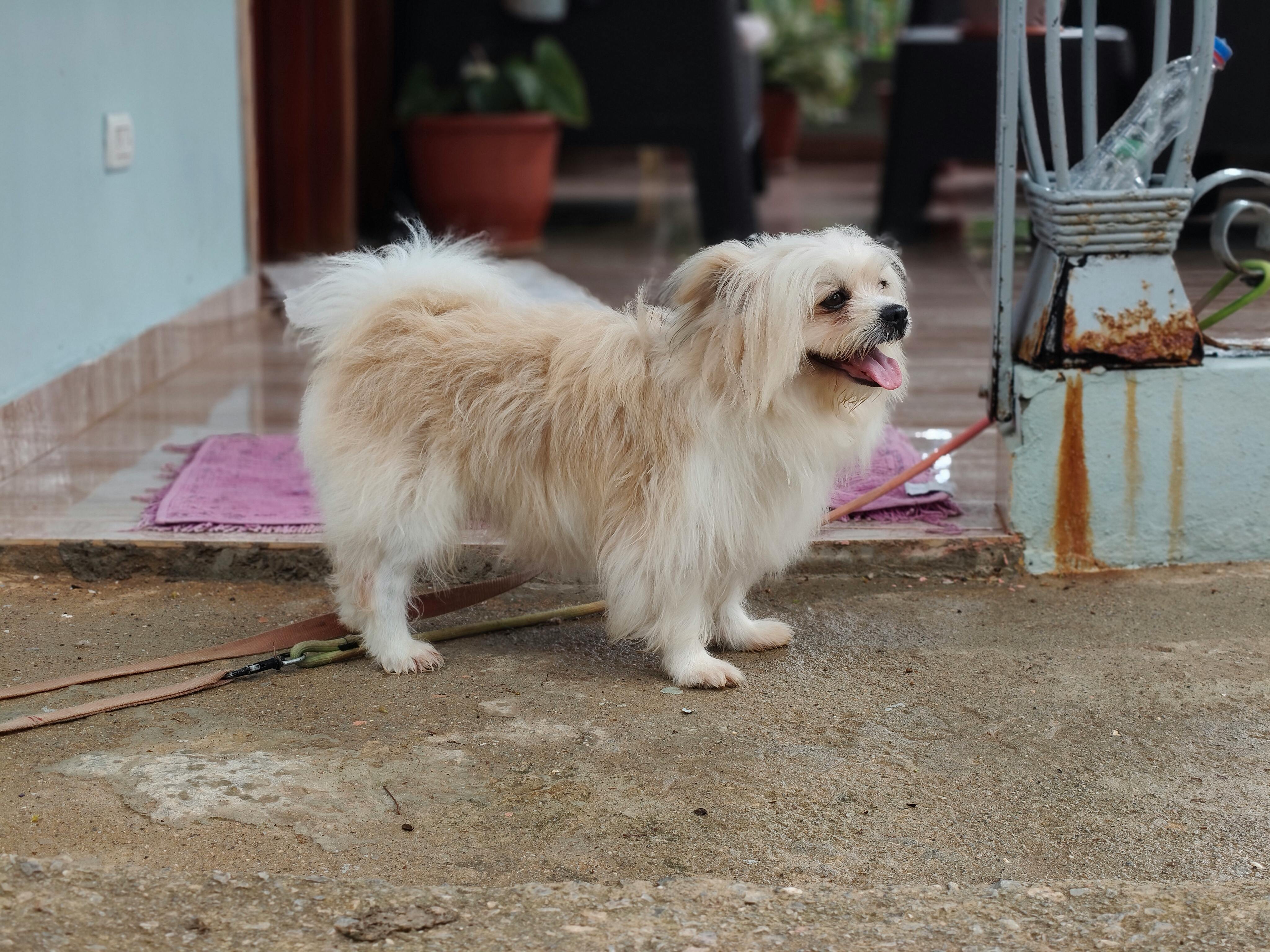 Pets at Home: The Real Guide to a Happy, Healthy Life Indoors