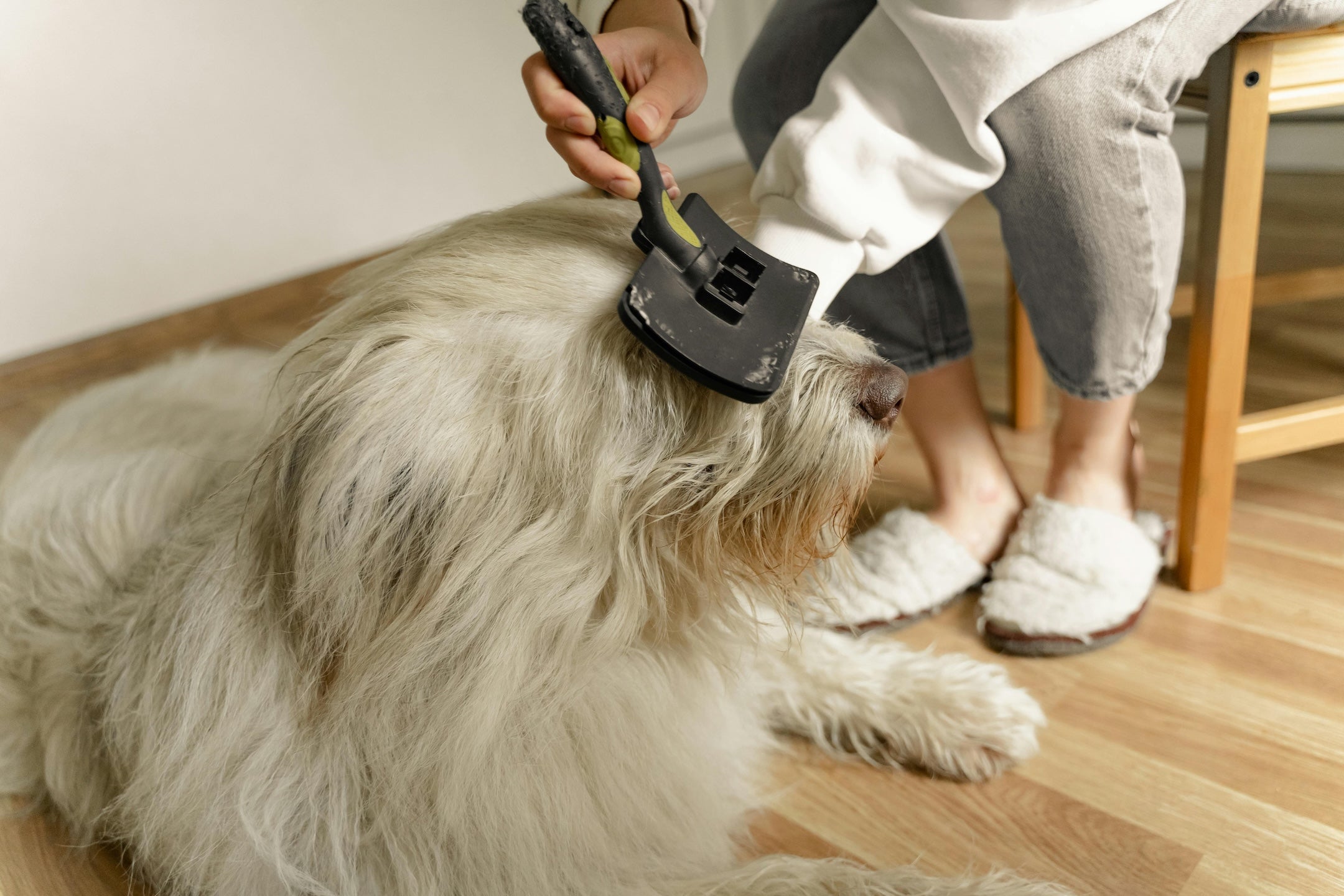 The Honest Guide to Grooming Your Cat at Home