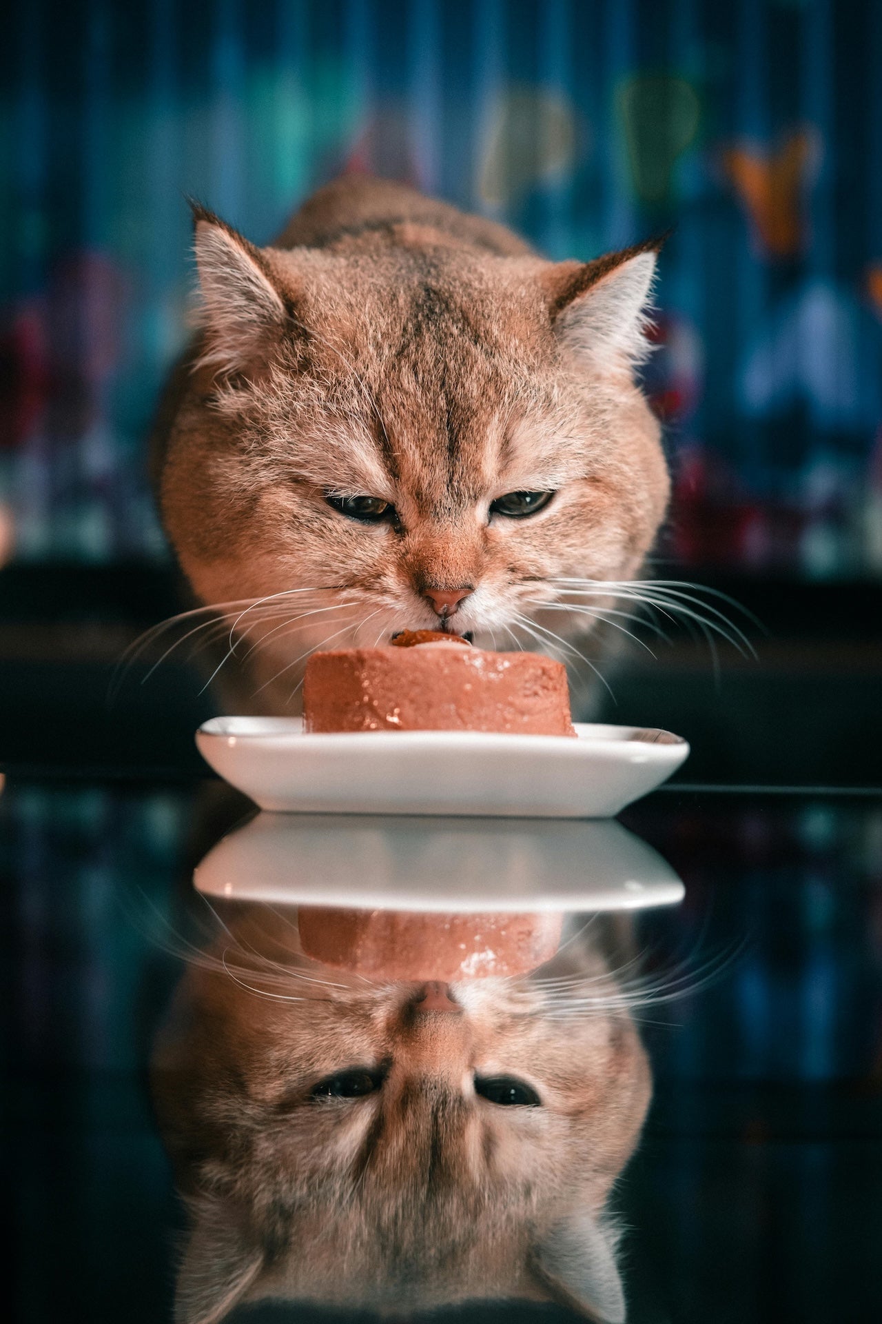 Cat Food & Toppers