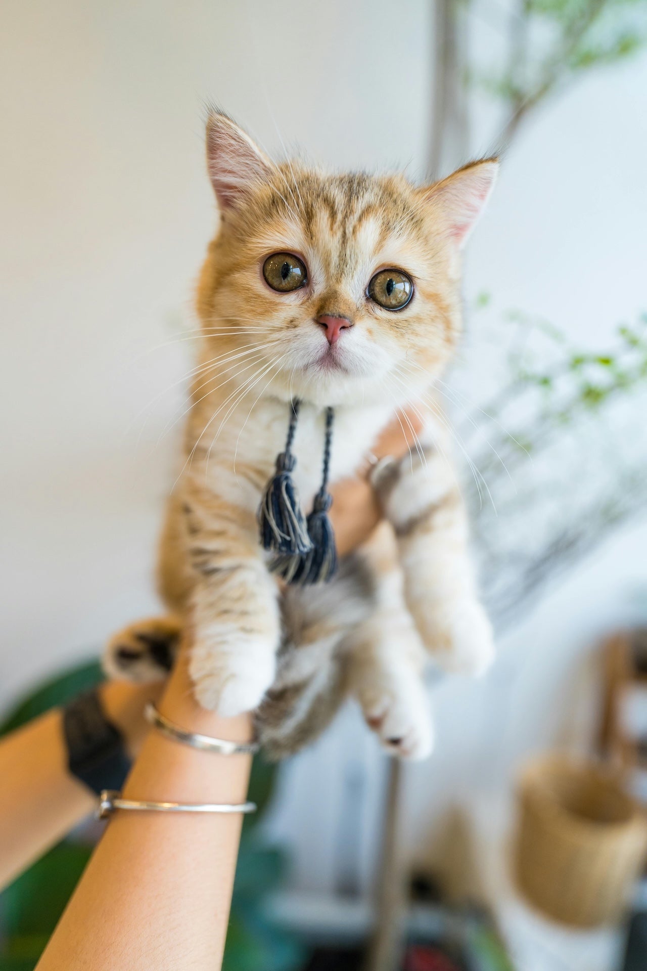 Cat Health & Hydration