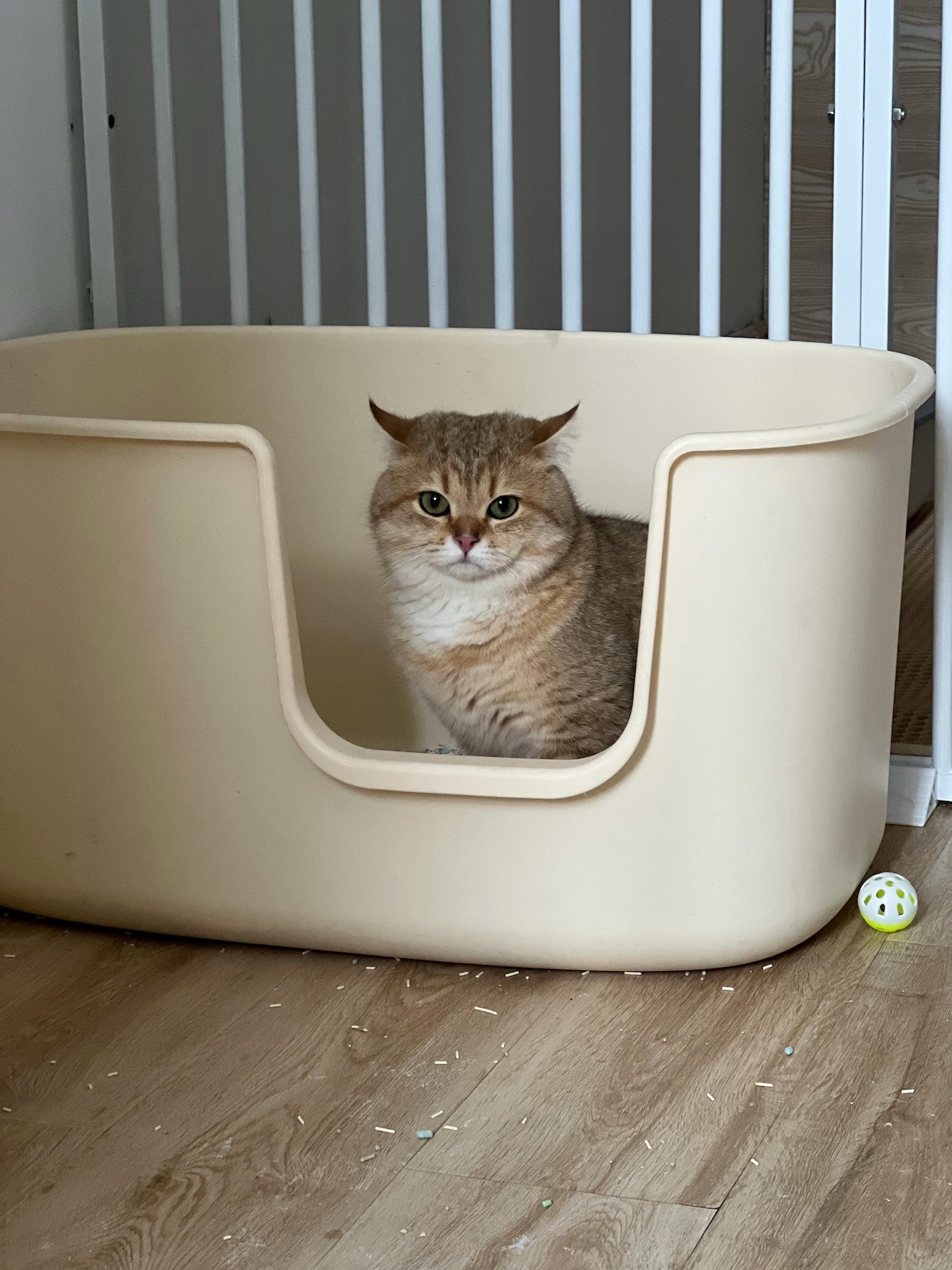 Cat Litter & Waste Management