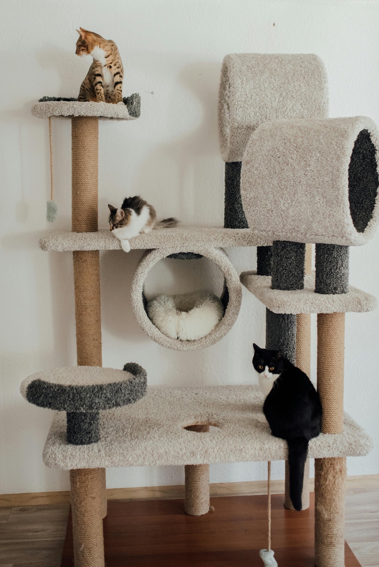 Cat Scratchers & Toys