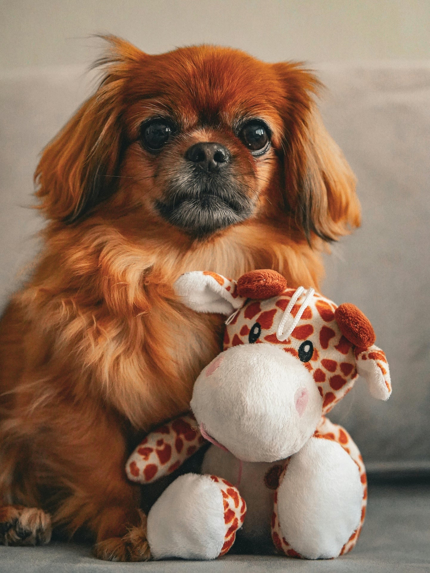Dog Enrichment & Toys