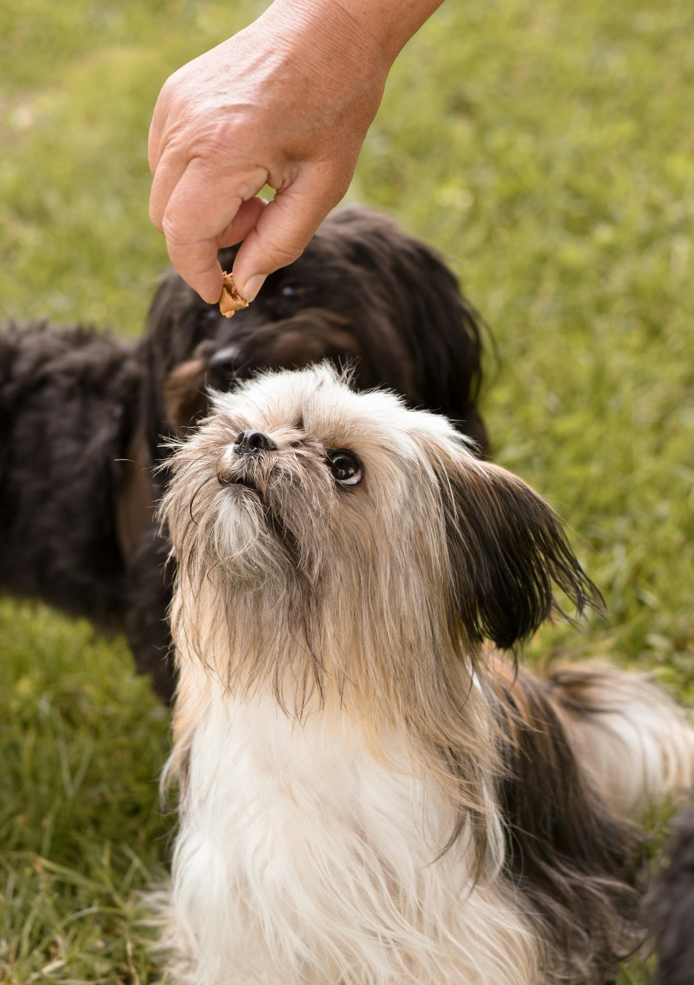 Dog Food & Treats