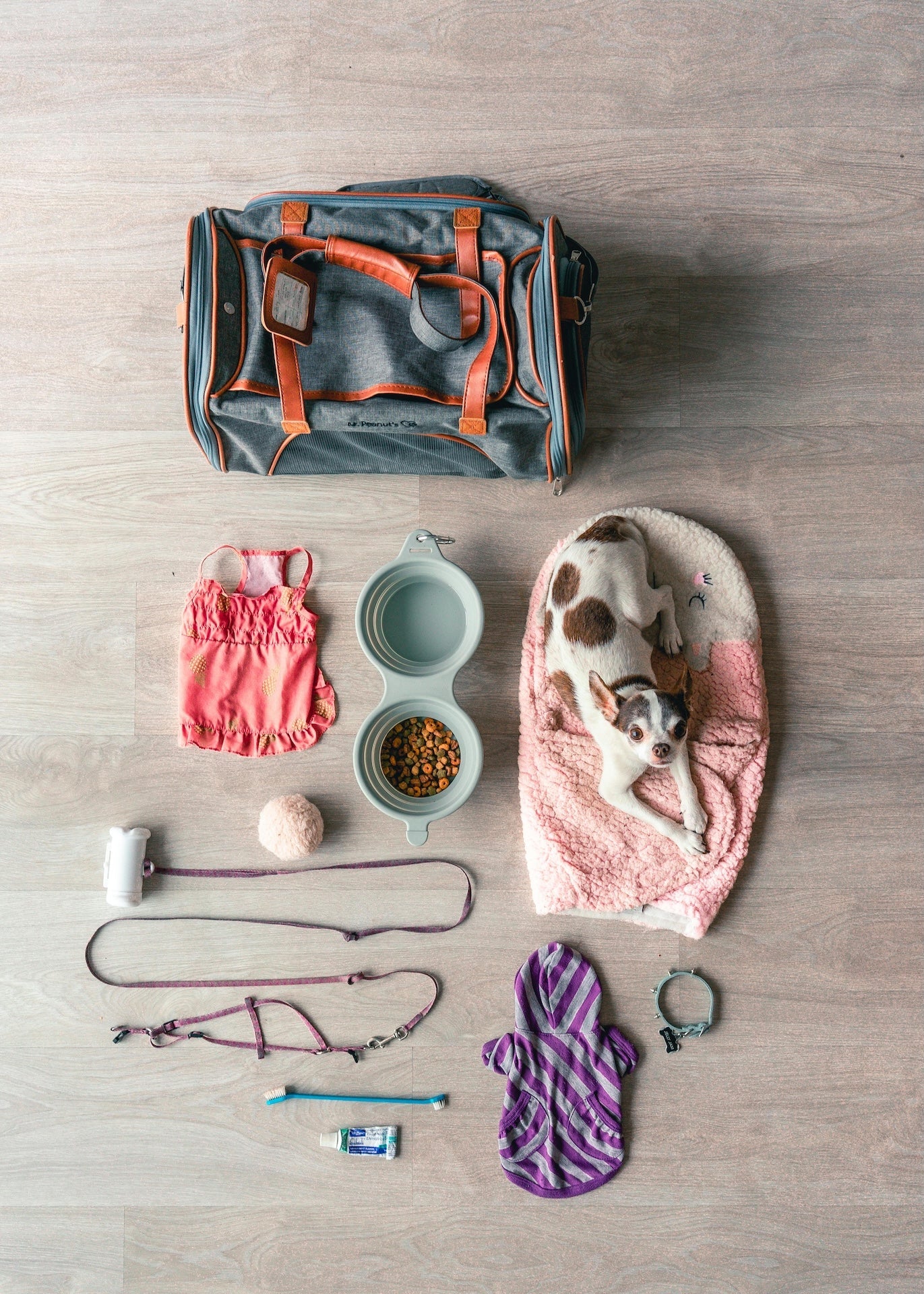 Dog Gear & Walk Essentials