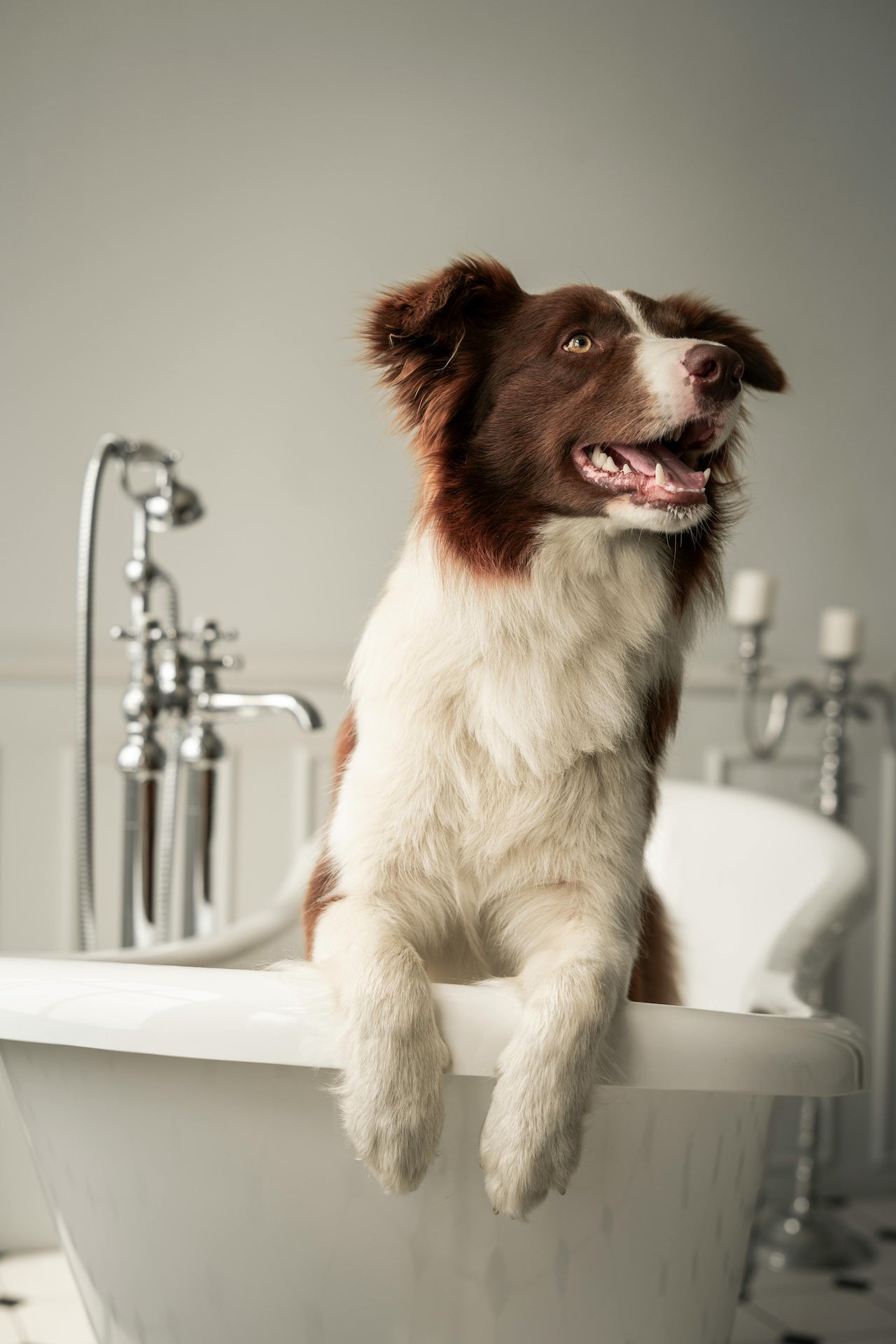 Dog Wellness & Grooming