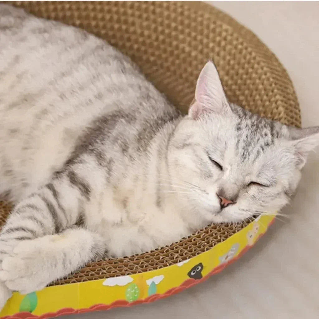 Cat sleeping on a colorful catnip toy