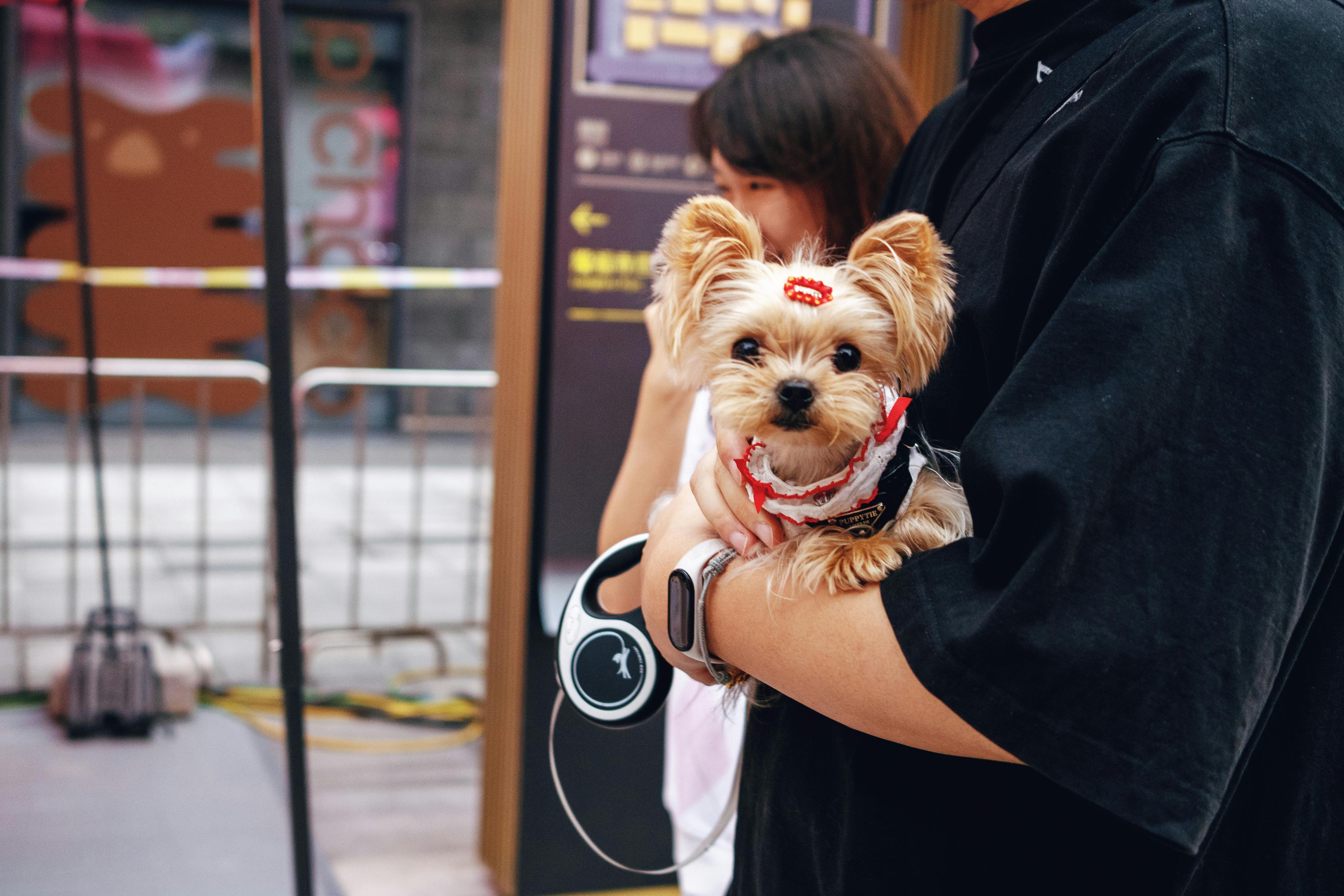 Style meets tail wags